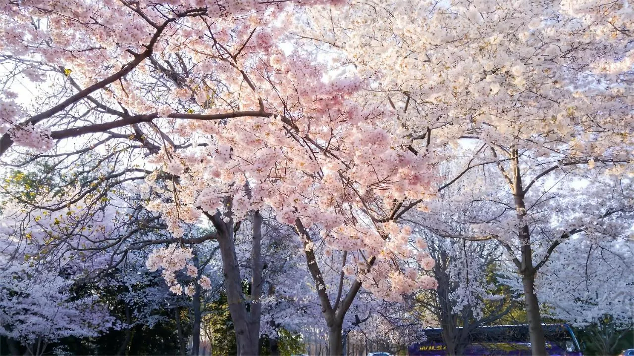 Tokyo Cherry Blooming Hotel Ueno 东京超级中心上野公园3分钟 地铁1分钟 位置绝佳超级繁华 免费wifi Dyson吹风机coa